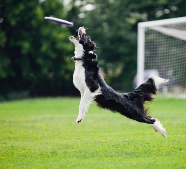 Doggie-catching-frisbee